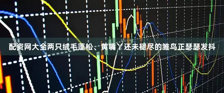 配资网大全两只绒毛蓬松、黄嘴丫还未褪尽的雏鸟正瑟瑟发抖